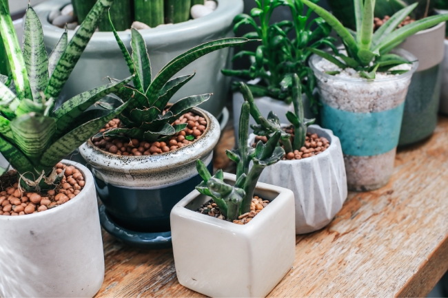 Decoração de Mesa com Suculentas: Como Escolher Vasos e Acessórios Ideais