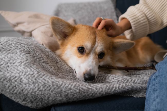 Seu pet merece uma cama pet clássica! Veja porque