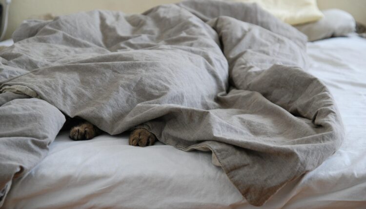 O que colocar na caminha do seu pet para ele dormir melhor