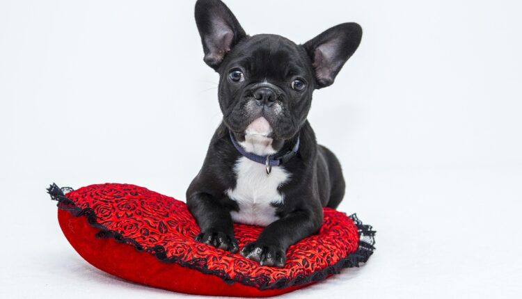 O que seu pet sente quando você muda a rotina da casa