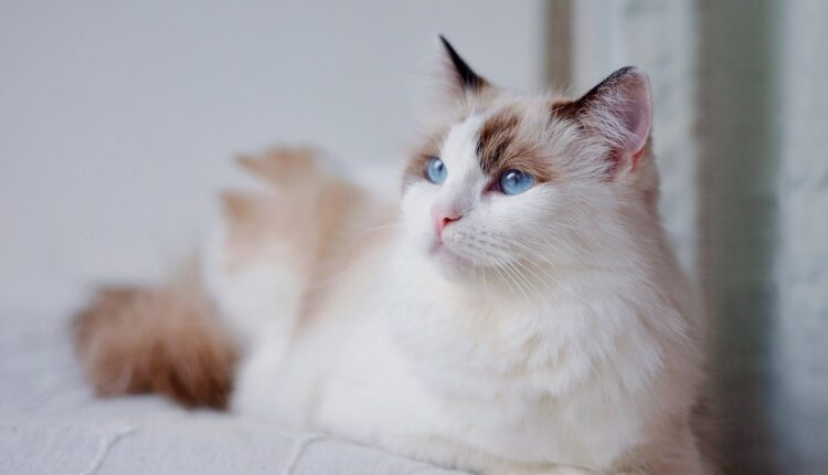 A cor ideal para deixar a sala mais acolhedora e moderna