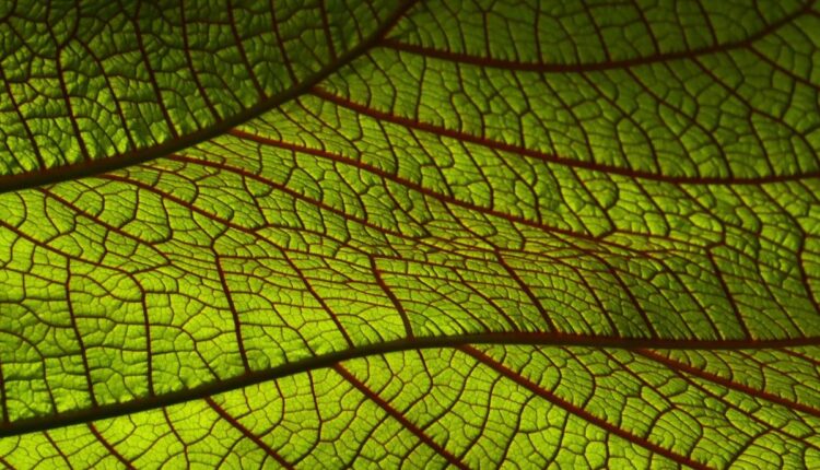 Negócios sustentáveis: o equilíbrio entre lucro e propósito