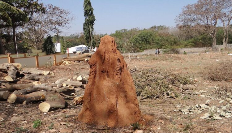 Como identificar sinais de infestação antes que piore